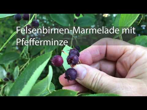 Felsenbirnen-Marmelade mit Pfefferminze