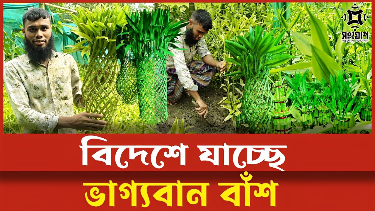 অবিশ্বাস্য! বিদেশে রপ্তানি হচ্ছে বাংলাদেশের বাঁশ