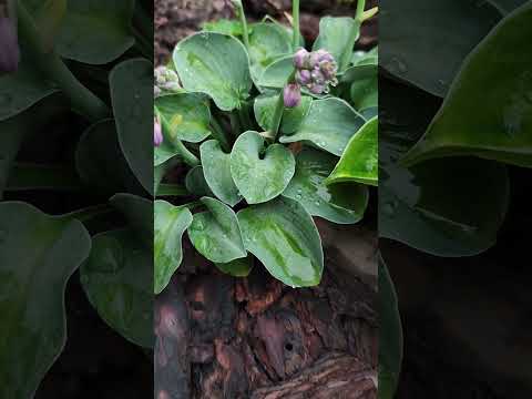 ХОСТА міні Blue Mouse Ears / контейнер 0,2-0,3л - фото 2 - id-p2900388208