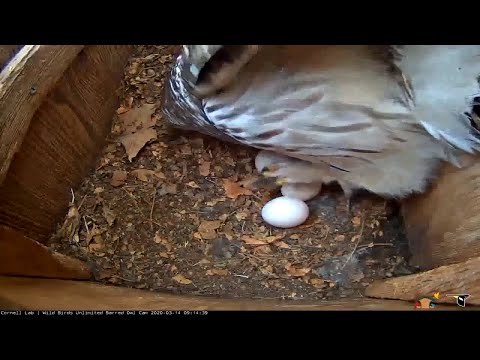 Egg #3 Arrives In Barred Owl Nest Box – March 14, 2020