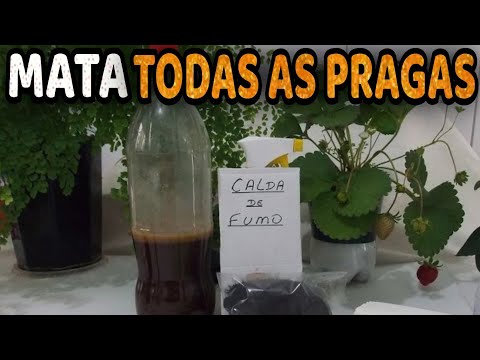 Tudo Sobre a Calda de Fumo para Lagartas, Pulgões e Cochonilhas