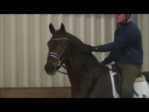 Mahagoni von Millennium / Rubin Royal - SOLD!!!