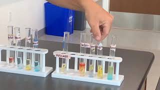 Macromolecule Lab (Carbs (simple and complex), Lipids, and Proteins)
