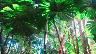 preview picture of video 'Cape Tribulation & Daintree Trip'