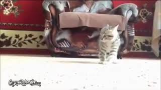 Download lagu vidio kucing lucu..(jurus jitu) mp3