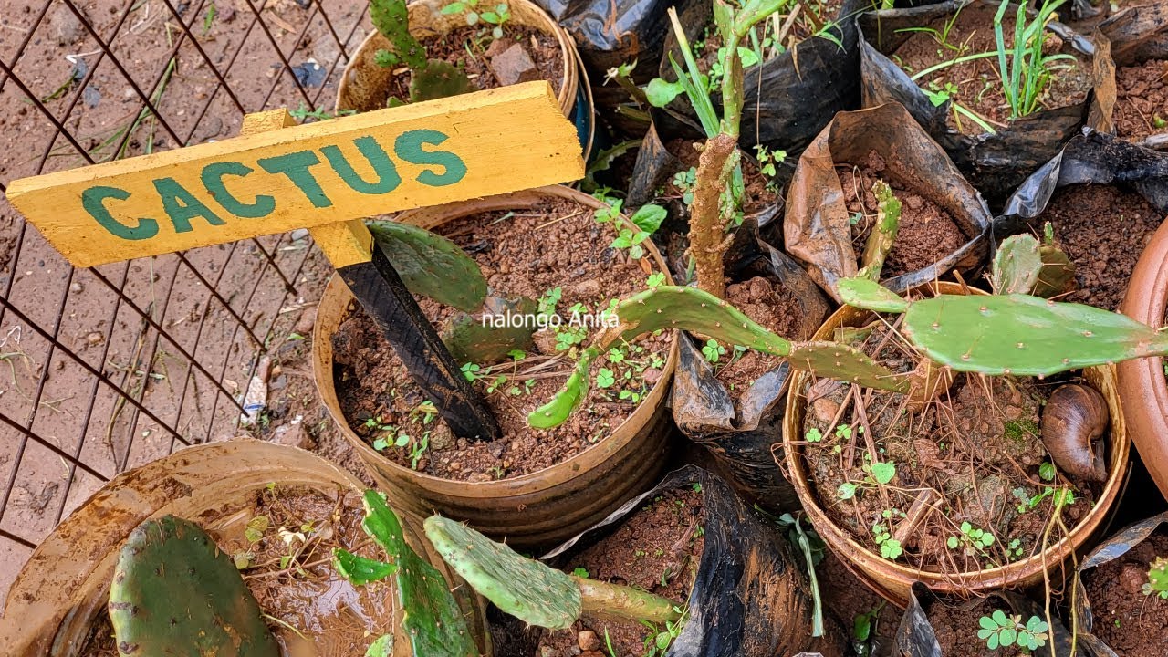 CACTUS WUUNO MUBUJJUVU.NALONGO ANITA