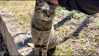 あどけない鳴き声で喜んで駆け寄って来た笑顔かわいい猫ニャッツ