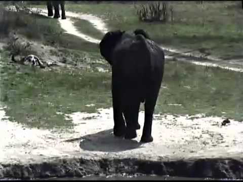 Breeding herd of Elephant coming in for a Drink at Nkorho pan 22 January 2012