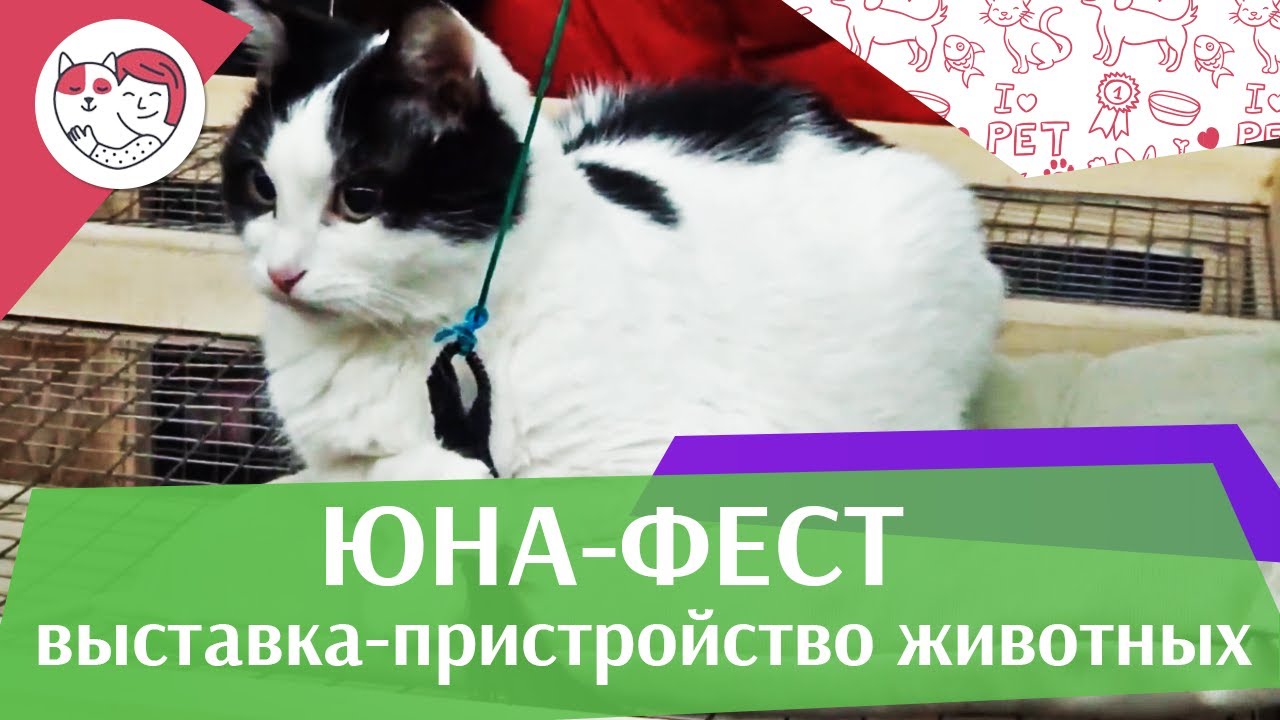 Выставка-пристройство животных «Юна-Фест» на ilikepet