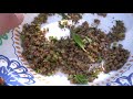 How to Harvest Sweet Basil Seeds