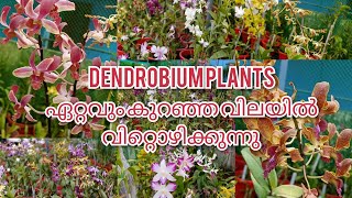 Selling dendrobium Big Seedlings at lowest price. All over India...!!( SK orchids )