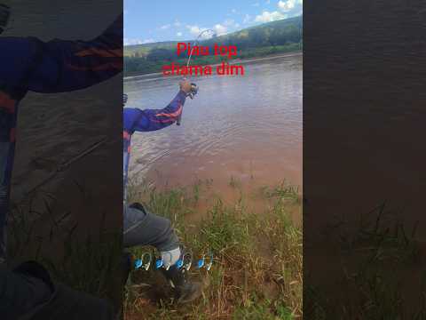 Piau bom em no jequitinhonha mg . Araçuaí/Itira