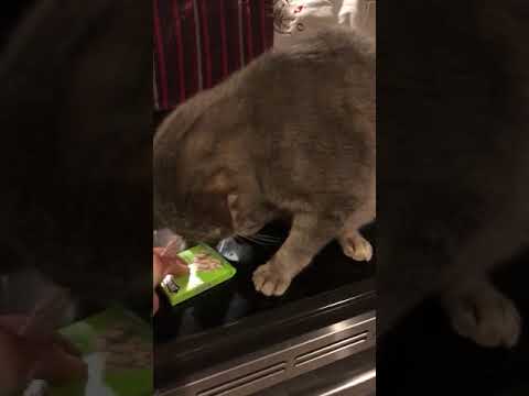 Cats funny reaction to Double Mint gum