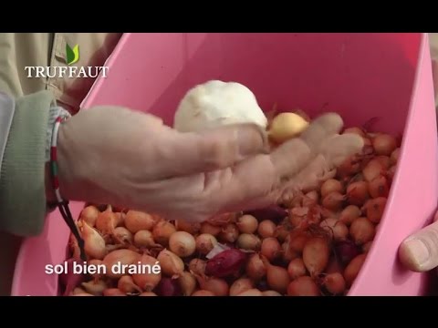 , title : 'Comment planter des oignons, de l'ail et des échalotes au potager ? - Truffaut'