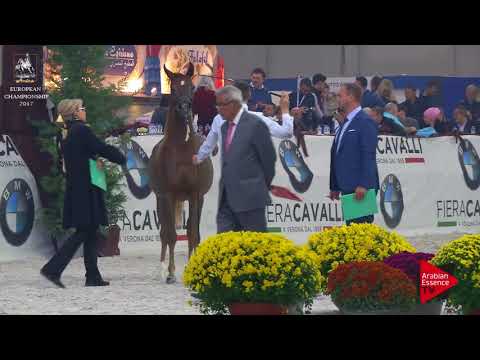 N.135 EMANOLLA - Verona 2017 - 2 Years Old Fillies (Class 3)