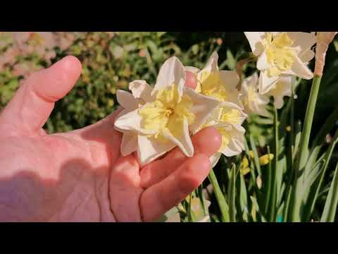 Another daffodil and narcissi reviews tour: looking for the most fragrant narcissus / daffodil