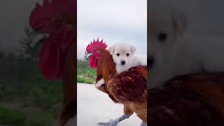 Cute And Funny Dog Video #Shorts #20