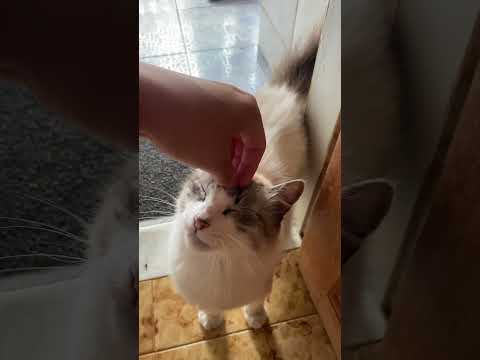 #cats #gatos #natureza #animais