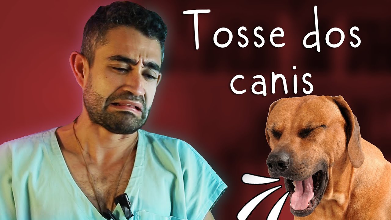 Traqueobronquite Infecciosa Canina | Dica Veterinária #58