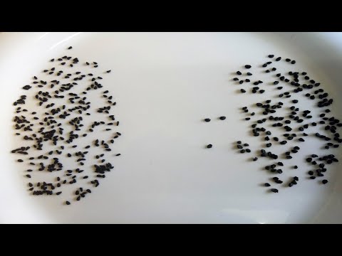 Kalonji and Onion Seeds Difference