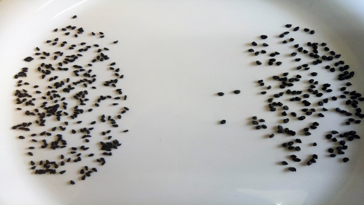 कलौंजी और प्याज़ के बीज में ये है अंतर | Kalonji (Mangrail) and Onion Seeds Difference