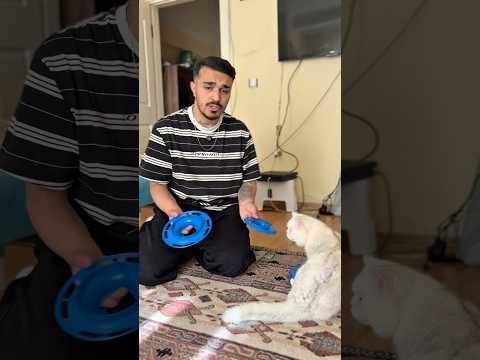 Sizce kedinin oyuncagını kim kırdı ? #shorts #viralvideo #trending #keşfet #youtube