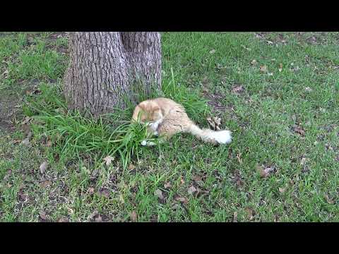 Siberian Cat Hunts Mouse / Cибирский кот ловит мышь