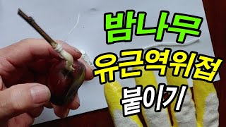 밤나무 접목, 유근역위접목