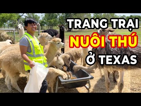 , title : 'Trang trại nuôi thú của Vương ở Texas - Fast Boy Farm - Vuong101'