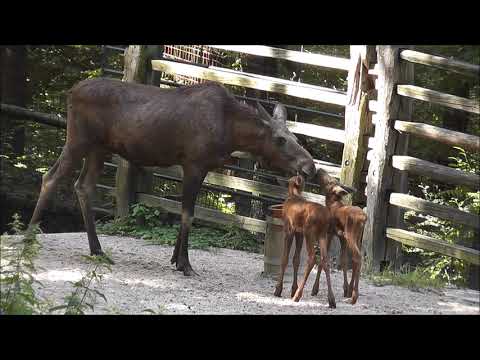 Družina losov v ZOO Ljubljana