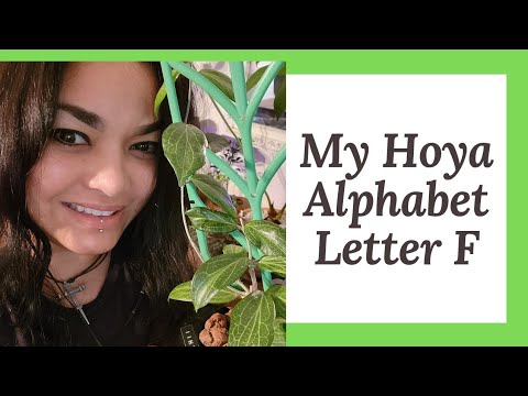 , title : 'My Hoya Alphabet Letter F.                           #hoya #plantcare #hoyacollection'