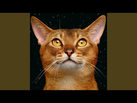 download lagu mp3 mp4 I M Just A Cat, download lagu I M Just A Cat gratis, unduh video klip I M Just A Cat