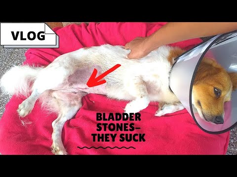 My Dog Had Life-Saving Surgery | Bladder Stones