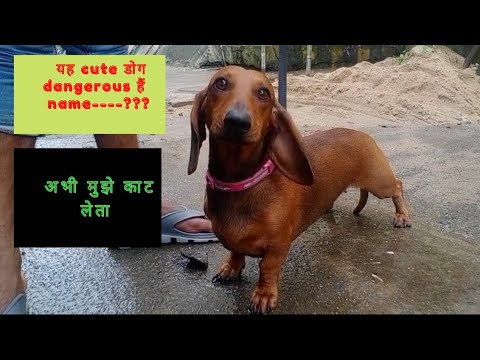 Name of the wiener- badger-sausage dog! The Wienerlympics! Cute & Funny।  #shorts