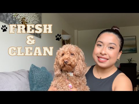 YouTube video about: How to make dog smell good between baths?