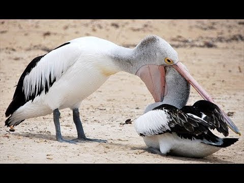 How Pelican hunted - Pelicans eat Animals 어떻게 펠리칸 사냥