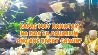 KAPAG MAY NAMATAY NA ISDA SA AQUARIUM, ANO ANG DAPAT GAWIN