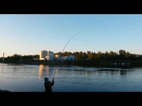 Salmon fishing Boden 2015