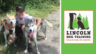 Lincoln Dog Training Promo