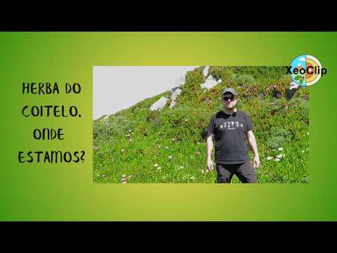 Vídeo: Flora litoral. Zona herba do coitelo. Onde estamos?