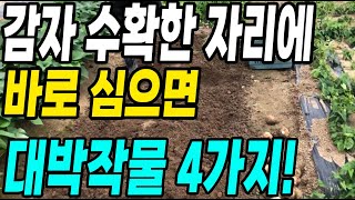 감자 수확한 자리에 바로 심으면 대박나는 작물 4가지! 초보자도 쉽게 키우는 대박작물