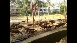 preview picture of video 'The Great Migration -- At Thiruvananthapuram Zoo'