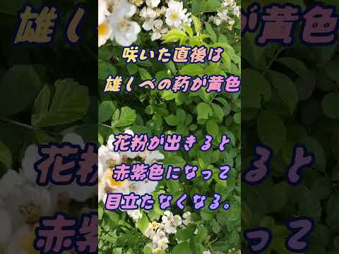 ディプラデニア肥料はいつ与えるのですか?この美しい植物の開花を促進するのに最適な肥料は何ですか?  庭園
