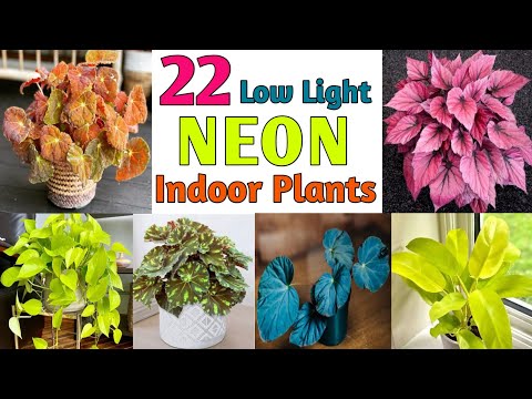 22 Low Light Neon Houseplants | Indoor Neon Houseplants and all about them | Plant and Planting