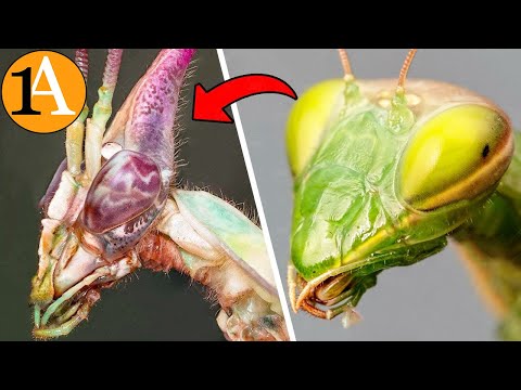 Warum verwandeln sich Gottesanbeterinnen in verschiedene Monster?