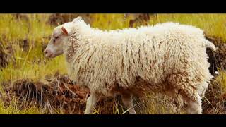 Sia, David Guetta &amp; Afrojack - Helium (Sia vs. David Guetta &amp; Afrojack)