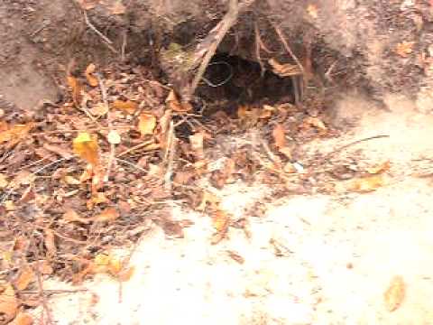 Lovci Prcilovica terijer