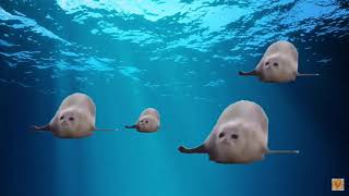 Cover art for Bouncing Seals