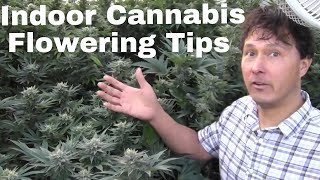 Indoor Cannabis Flowering Tips to Grow Dense Buds &amp; Prevent Mildew