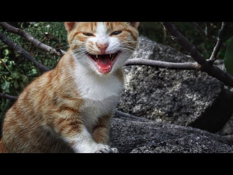 Funniest Baby And Cat Are Best Friends #2 - Cute Babies and Cats Videos #aniwcat